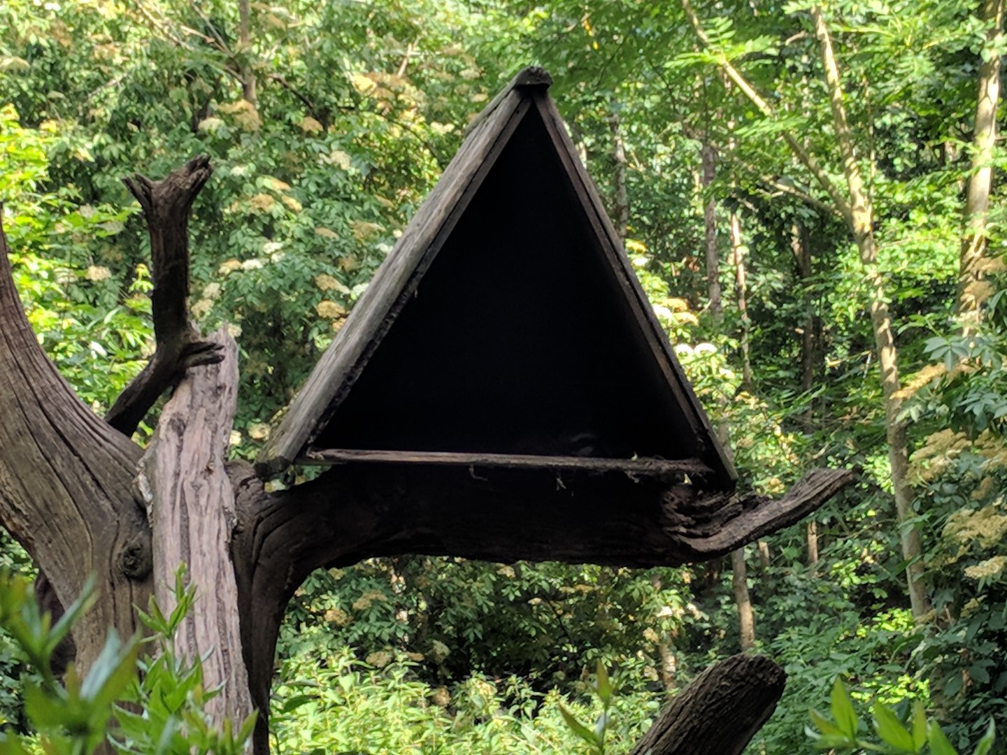 Racoon Shelter