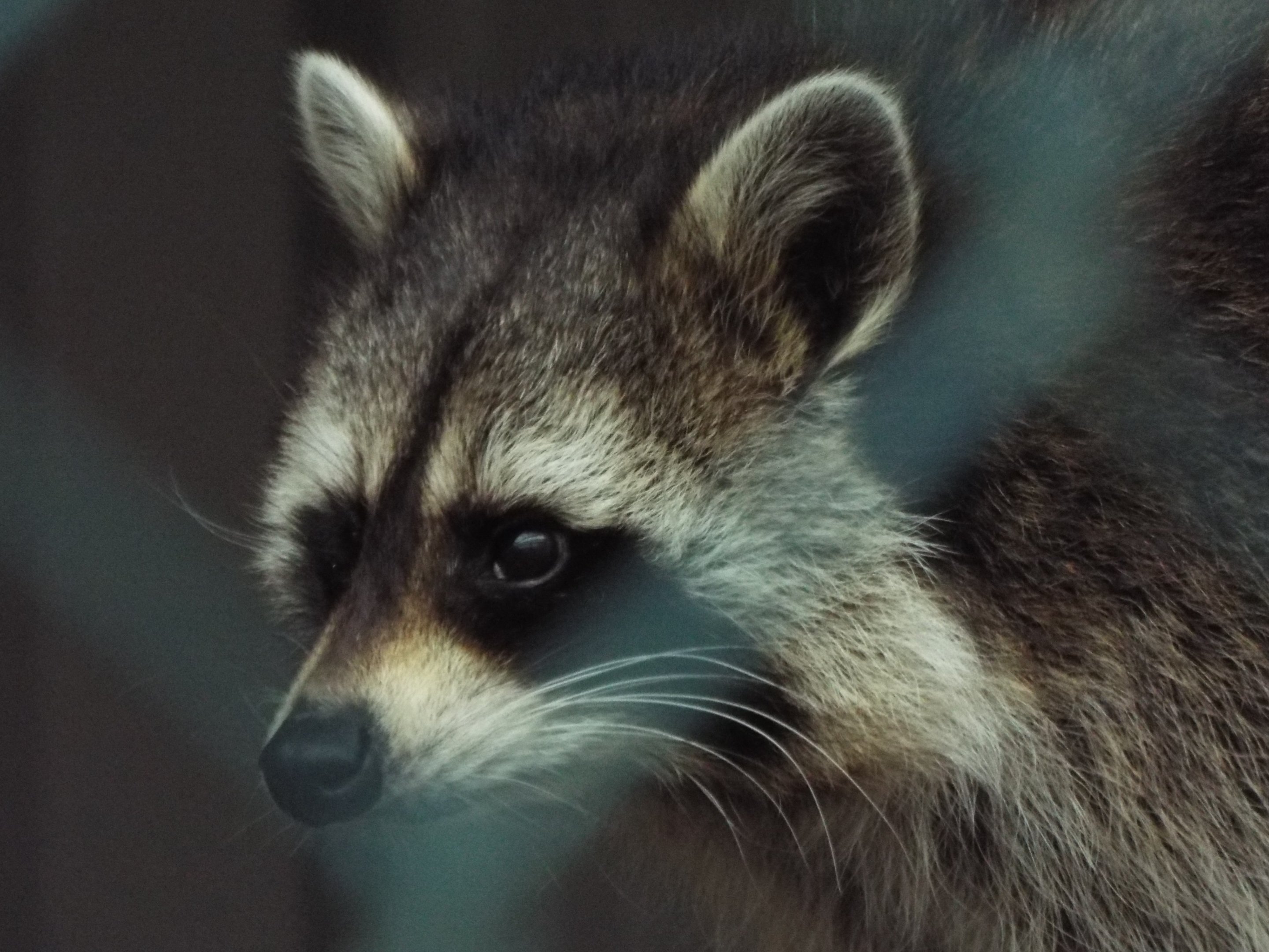 Racoon Woodside Wildlife Park