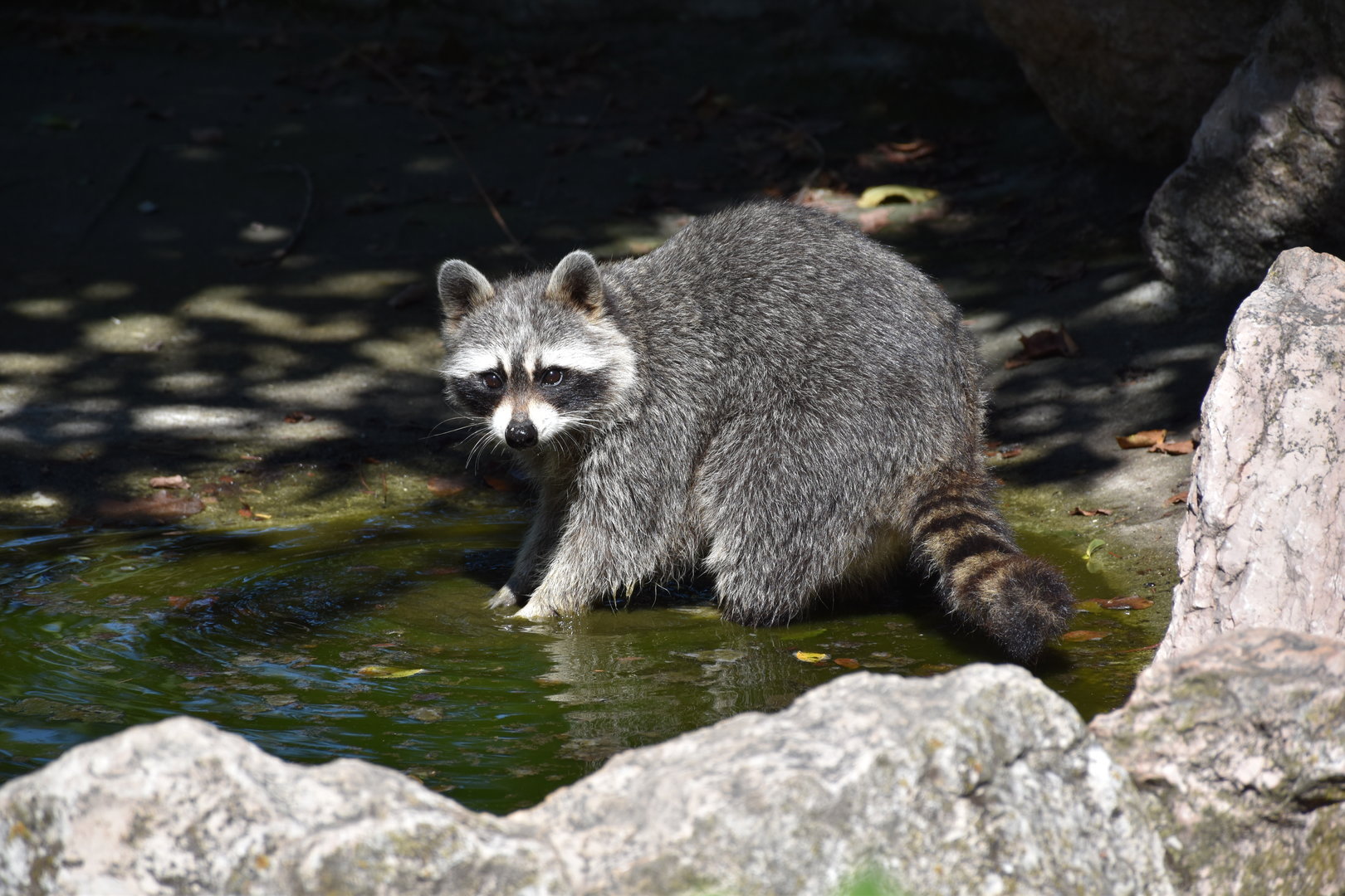 Racoon