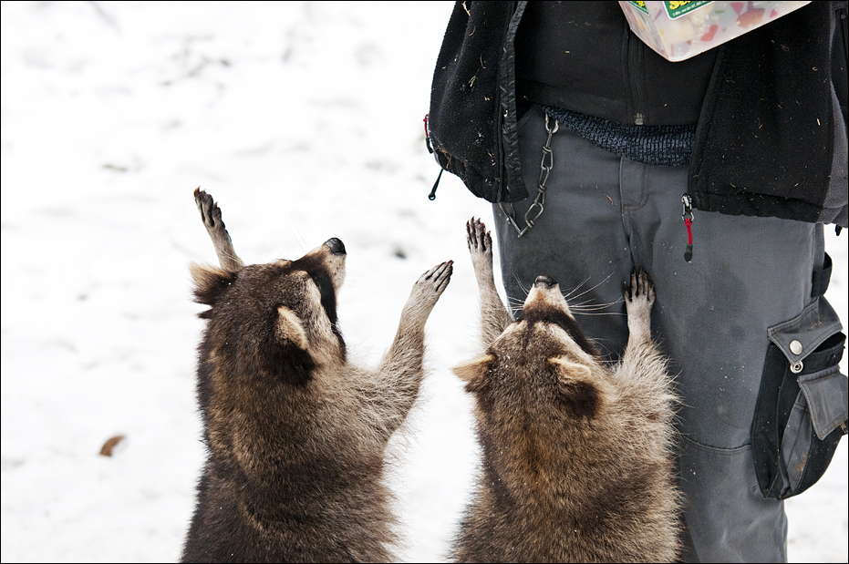 Racoons at Wildpark Schwarze Berge