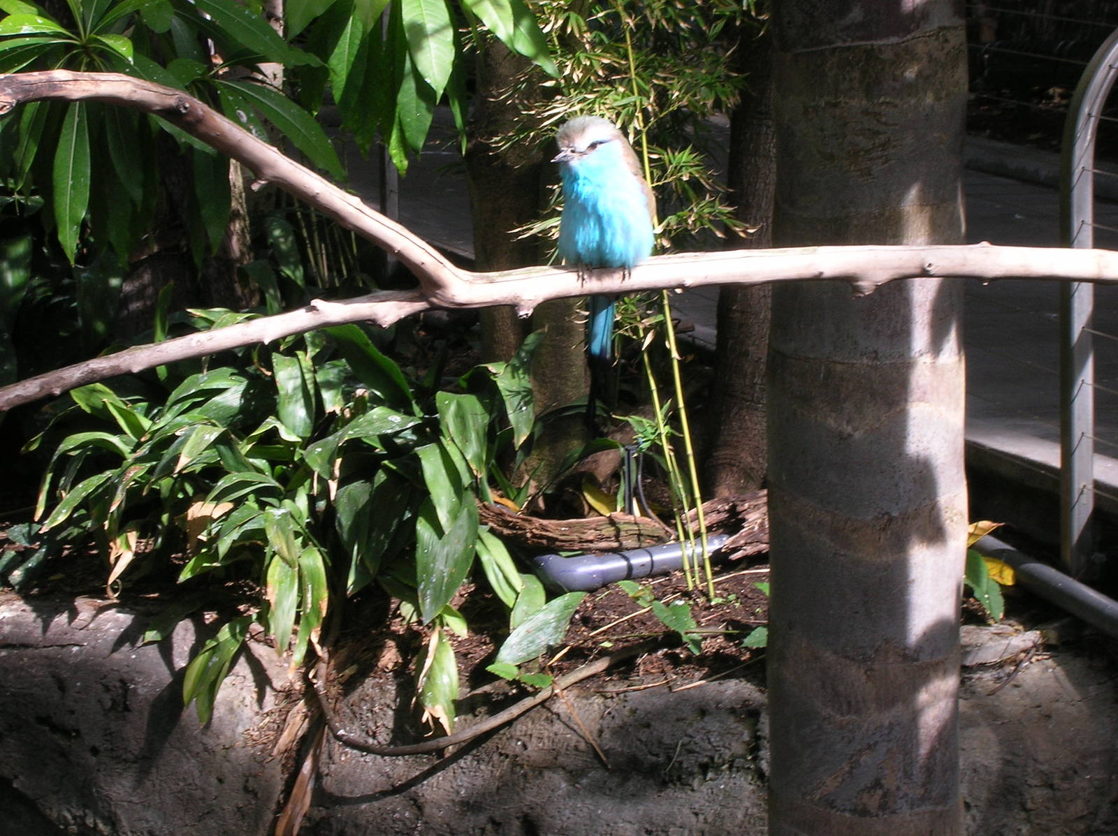 Racquet-tailed Roller 1/27/09