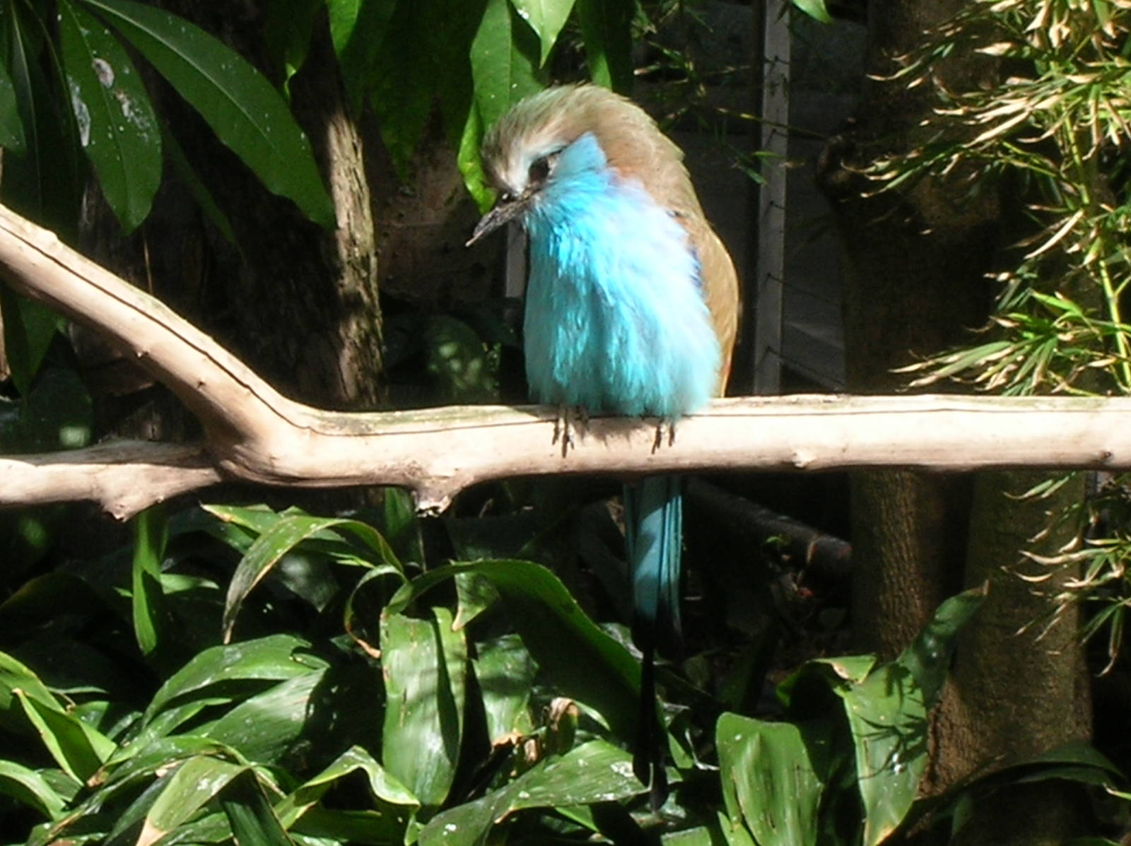 Racquet Tailed Roller 1/27/09