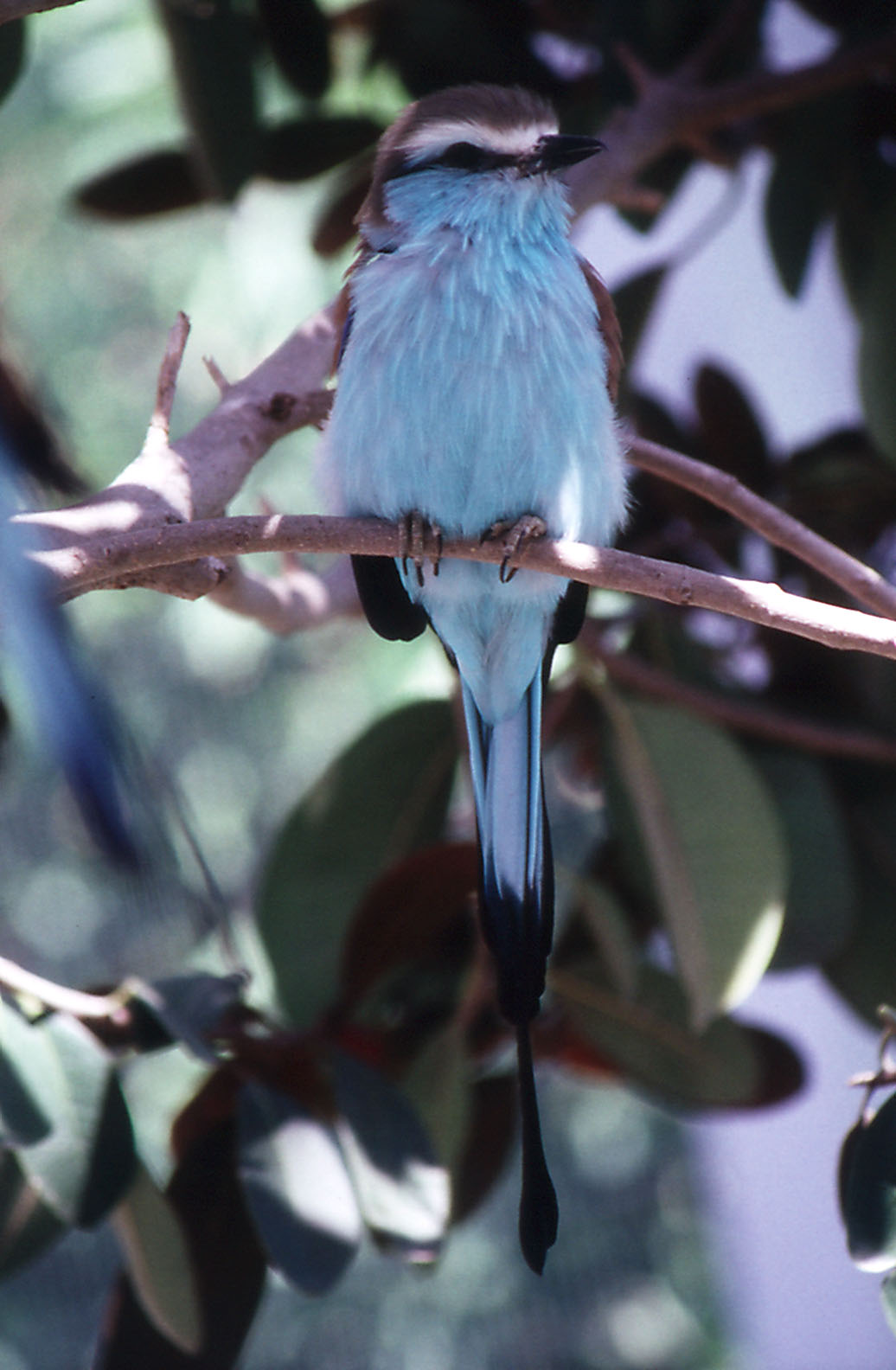 Racquet-tailed Roller - 1992