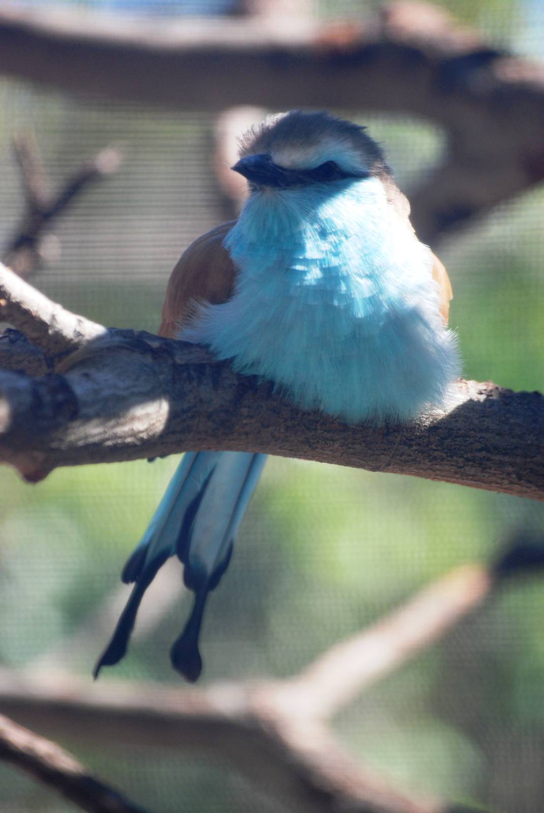 Racquet-tailed Roller at Jacksonville, 10/10/13