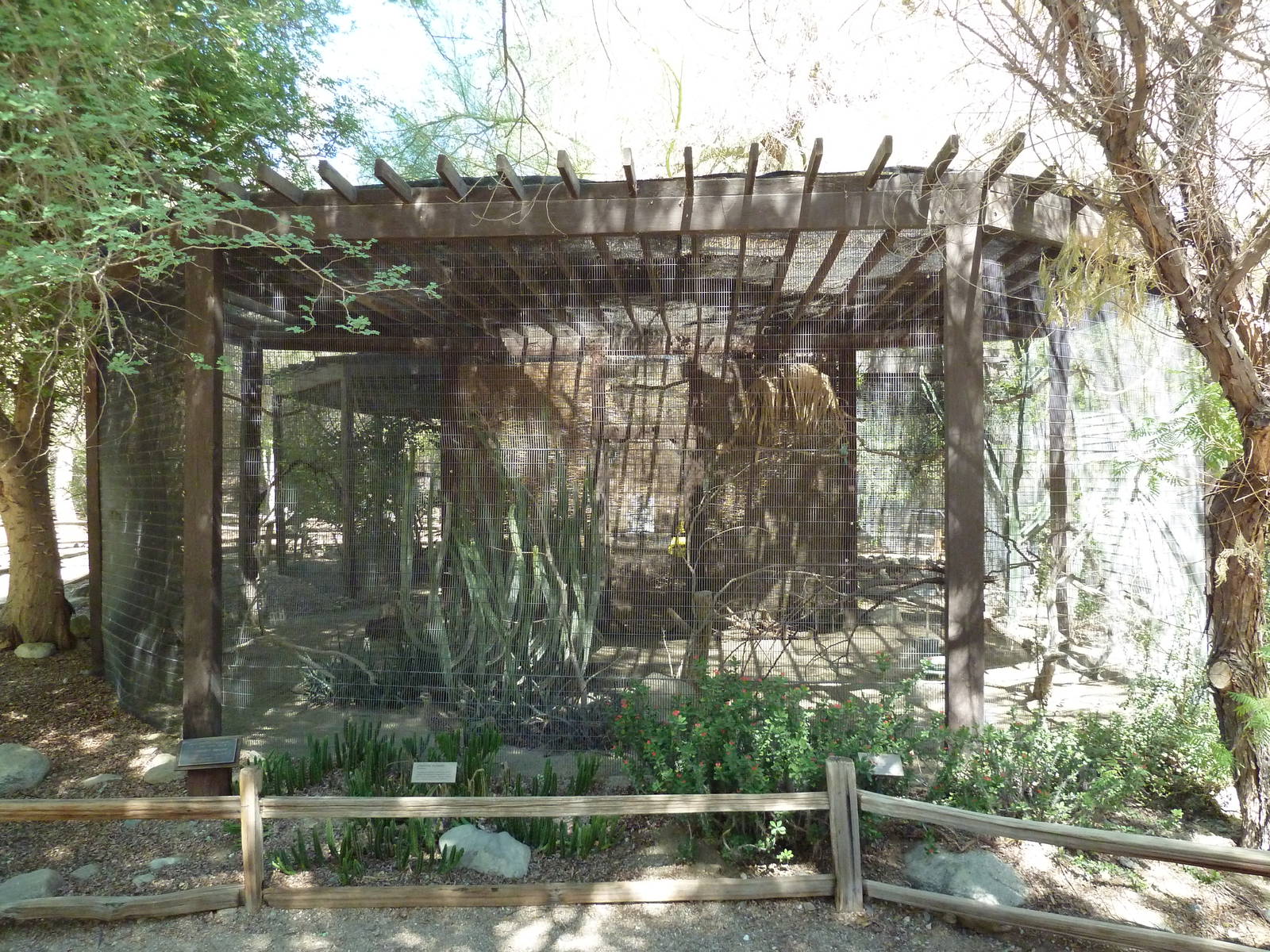 Racquet-Tailed Roller/Cape Thicknee Exhibit