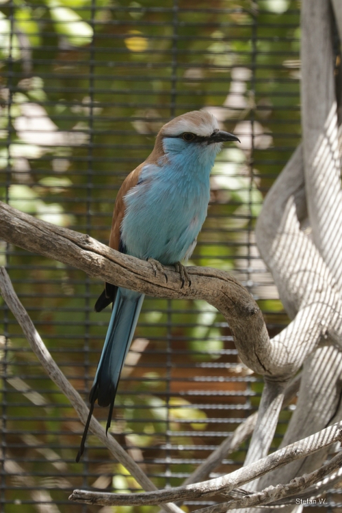 Racquet-tailed Roller (Coracias spatulatus)