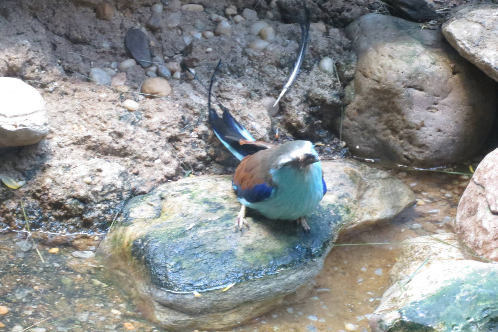 Racquet-tailed Roller - World of Birds 031215