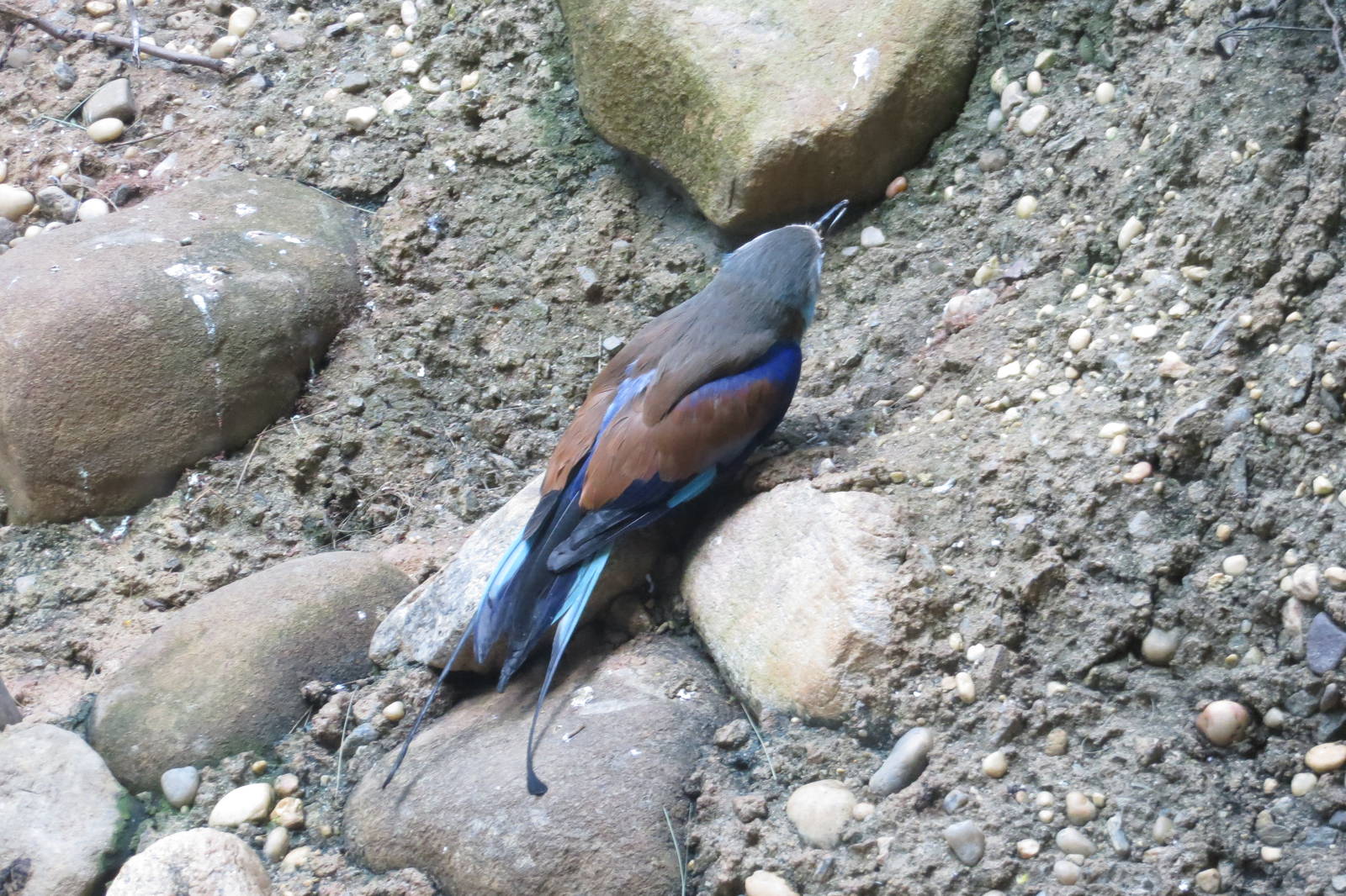 Racquet-tailed Roller - World of Birds 031215