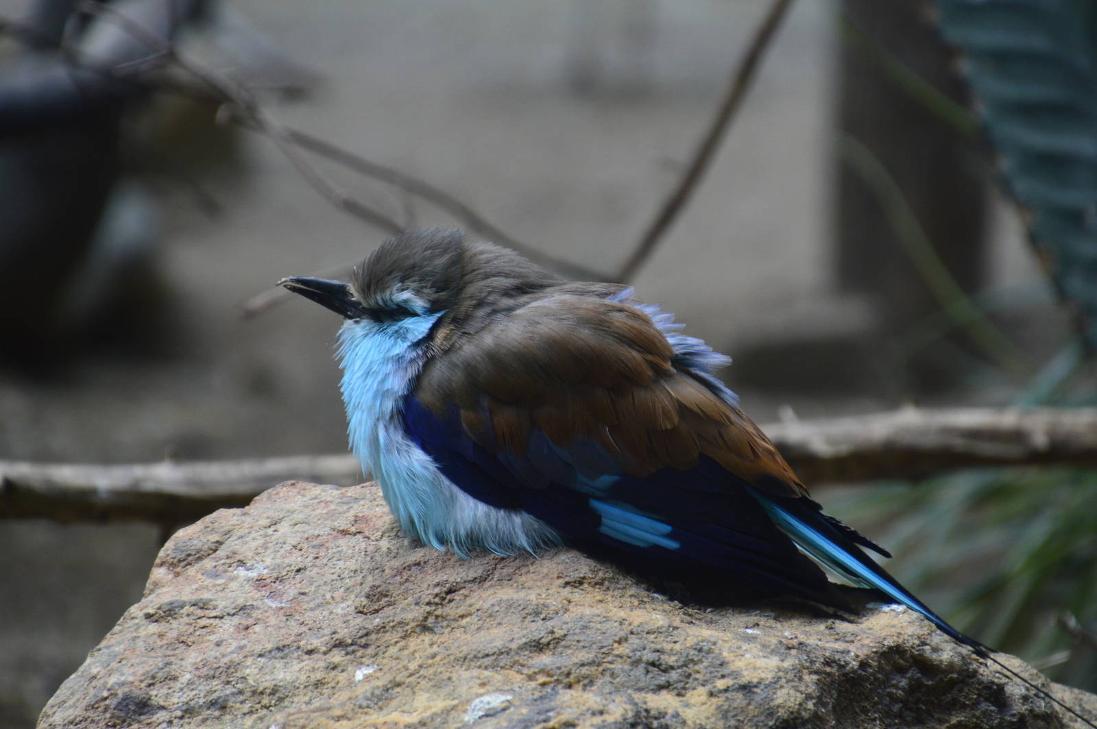 Racquet-tailed Roller - World of Birds 031215