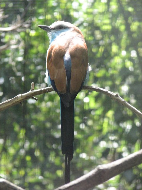 Racquet-tailed roller