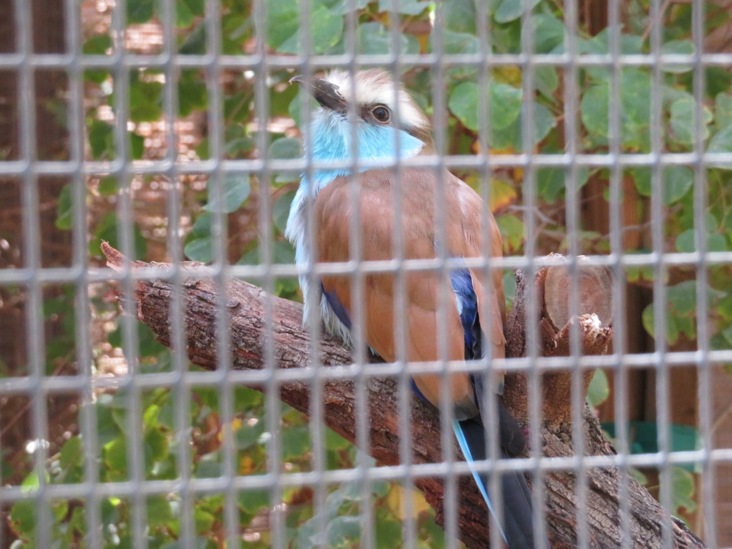 Racquet-tailed Roller