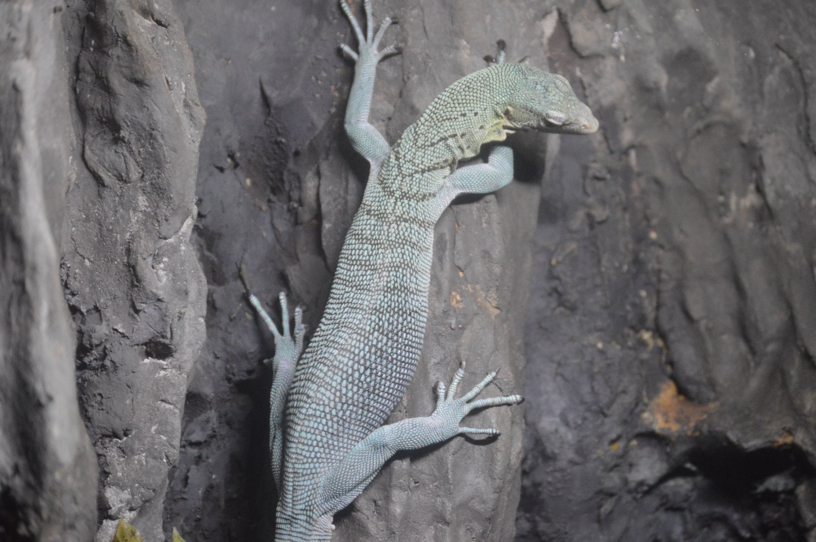 RAD Center - Emerald Tree Monitor (Varanus prasinus)