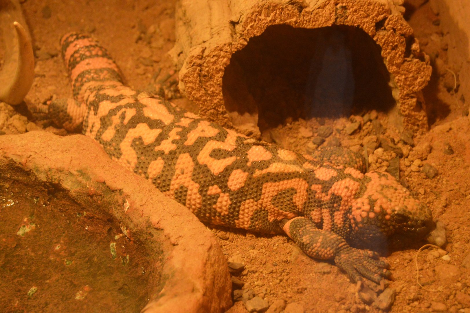 RAD Center - Gila Monster (Heloderma suspectum)