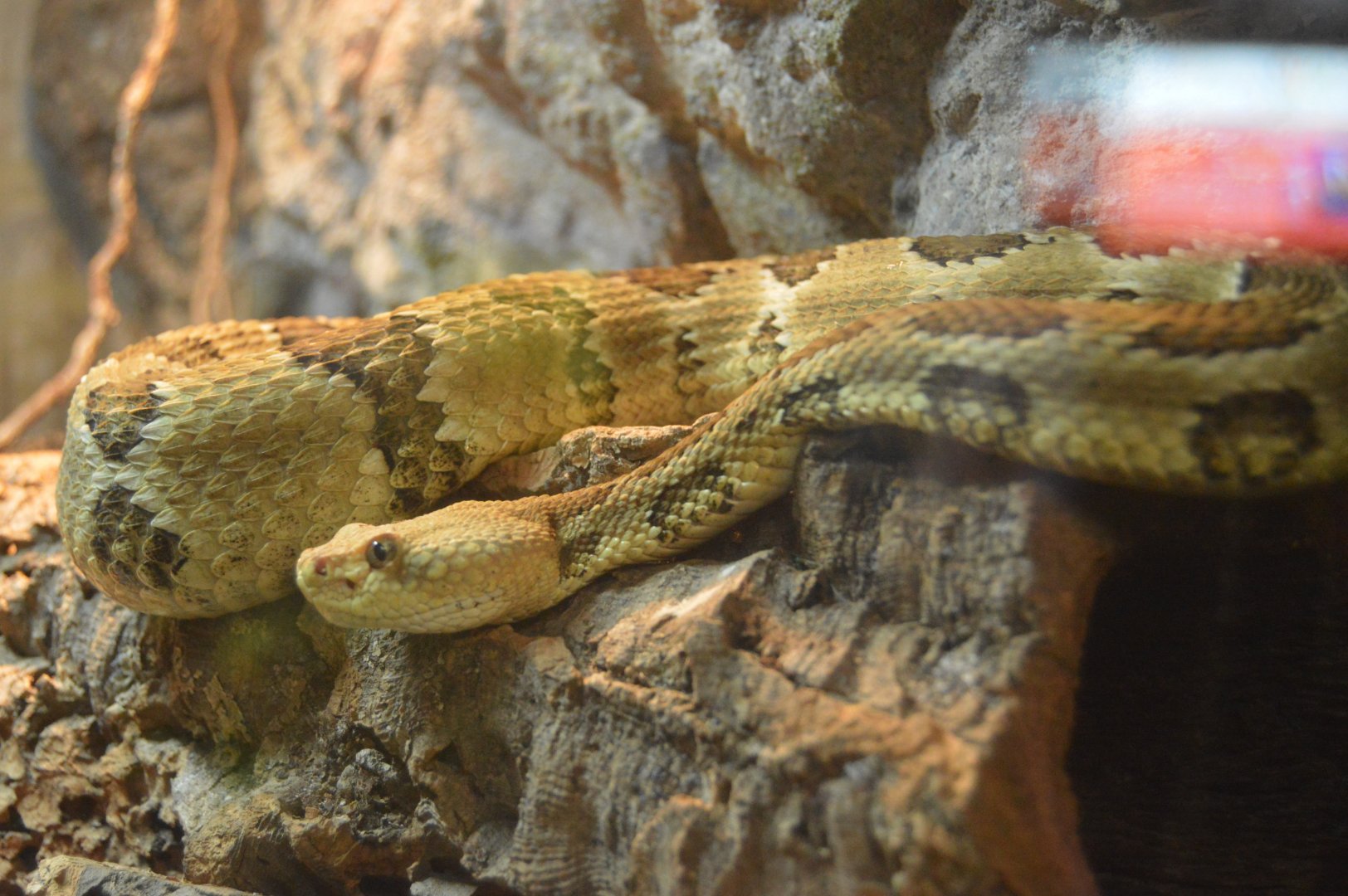 RAD Center - Timber Rattlesnake (Crotalus horridus)