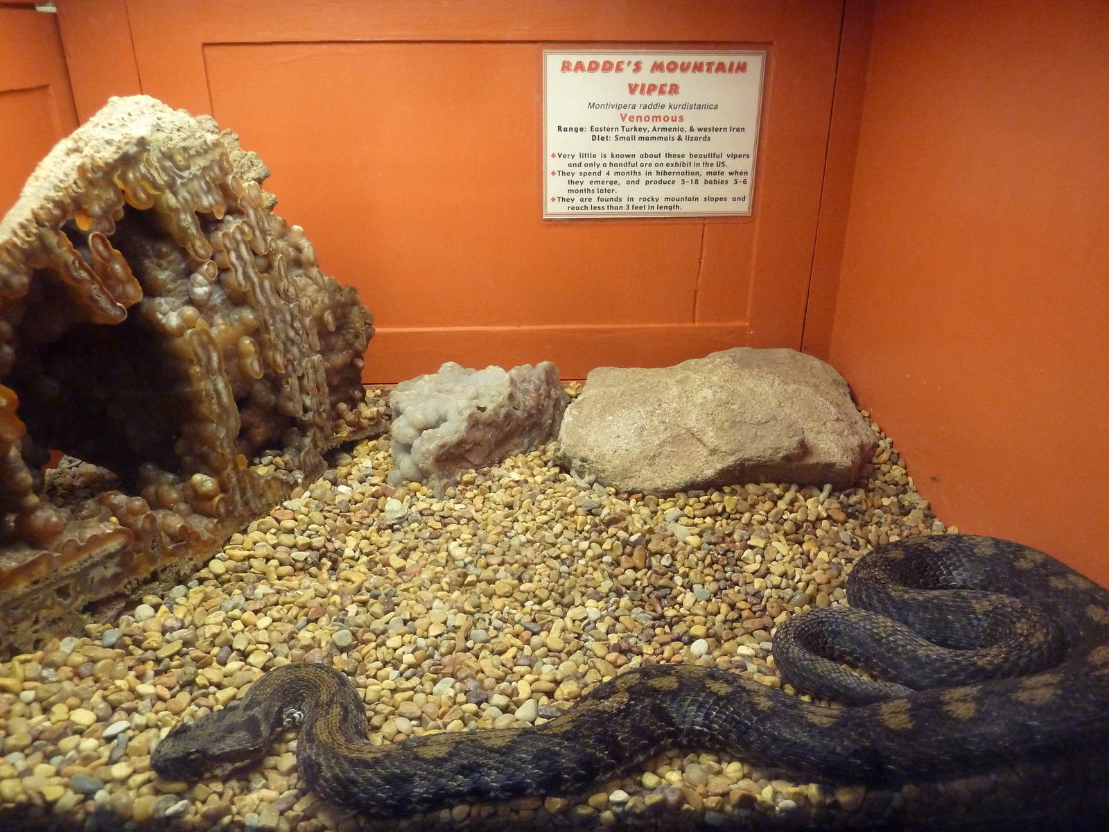 Radde's Mountain Viper Exhibit
