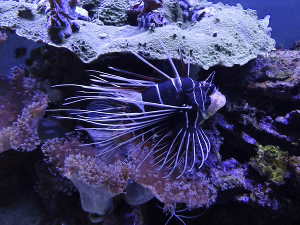 Radial firefish (Pterois radiata)