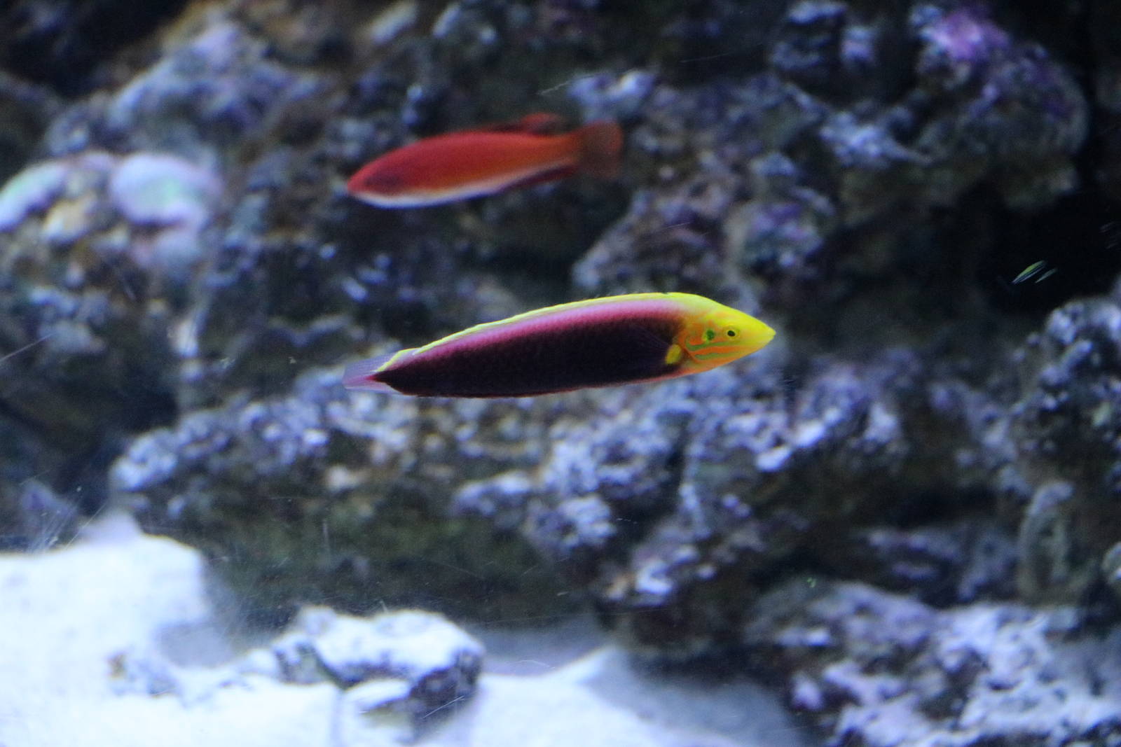 Radiant wrasse - EPSON Aqua Park, February 2016