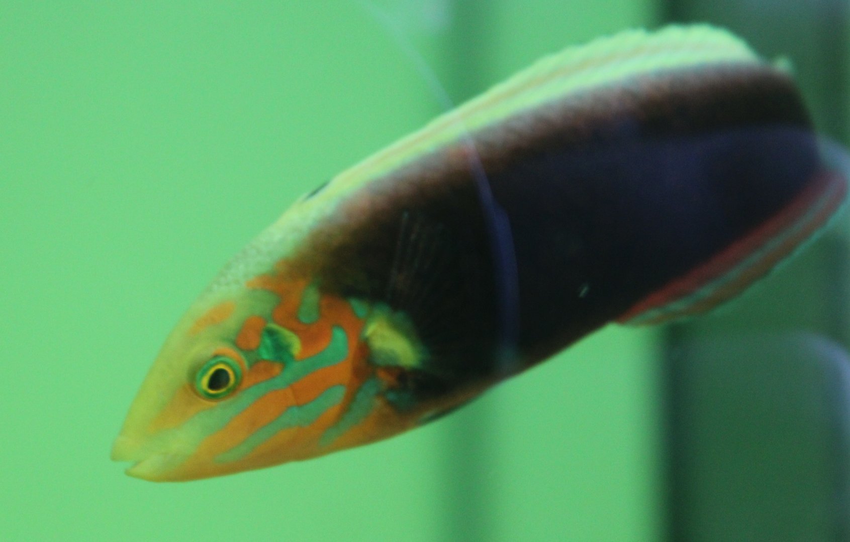 Radiant wrasse - Halichoeres iridis
