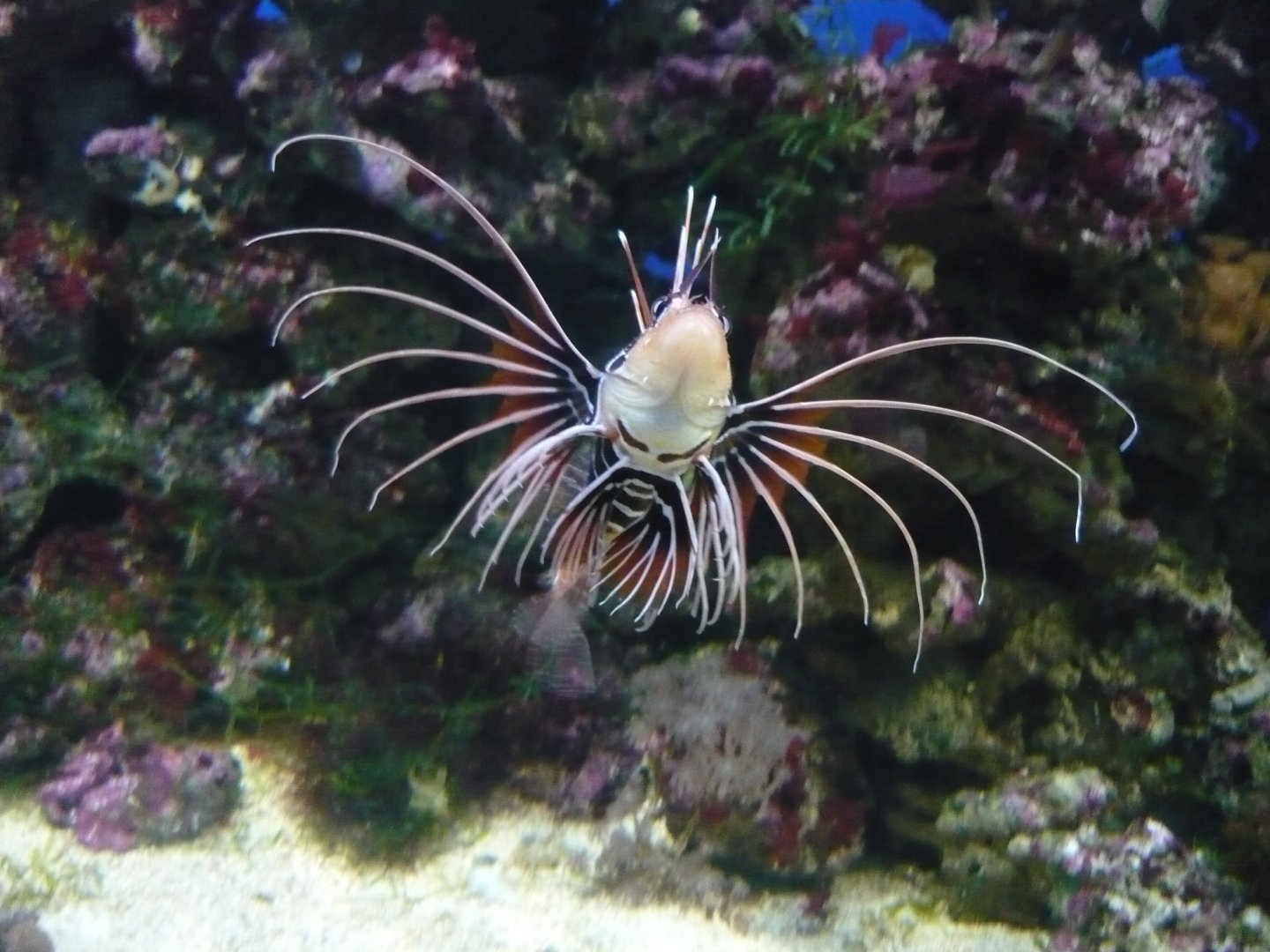 Radiata lionfish