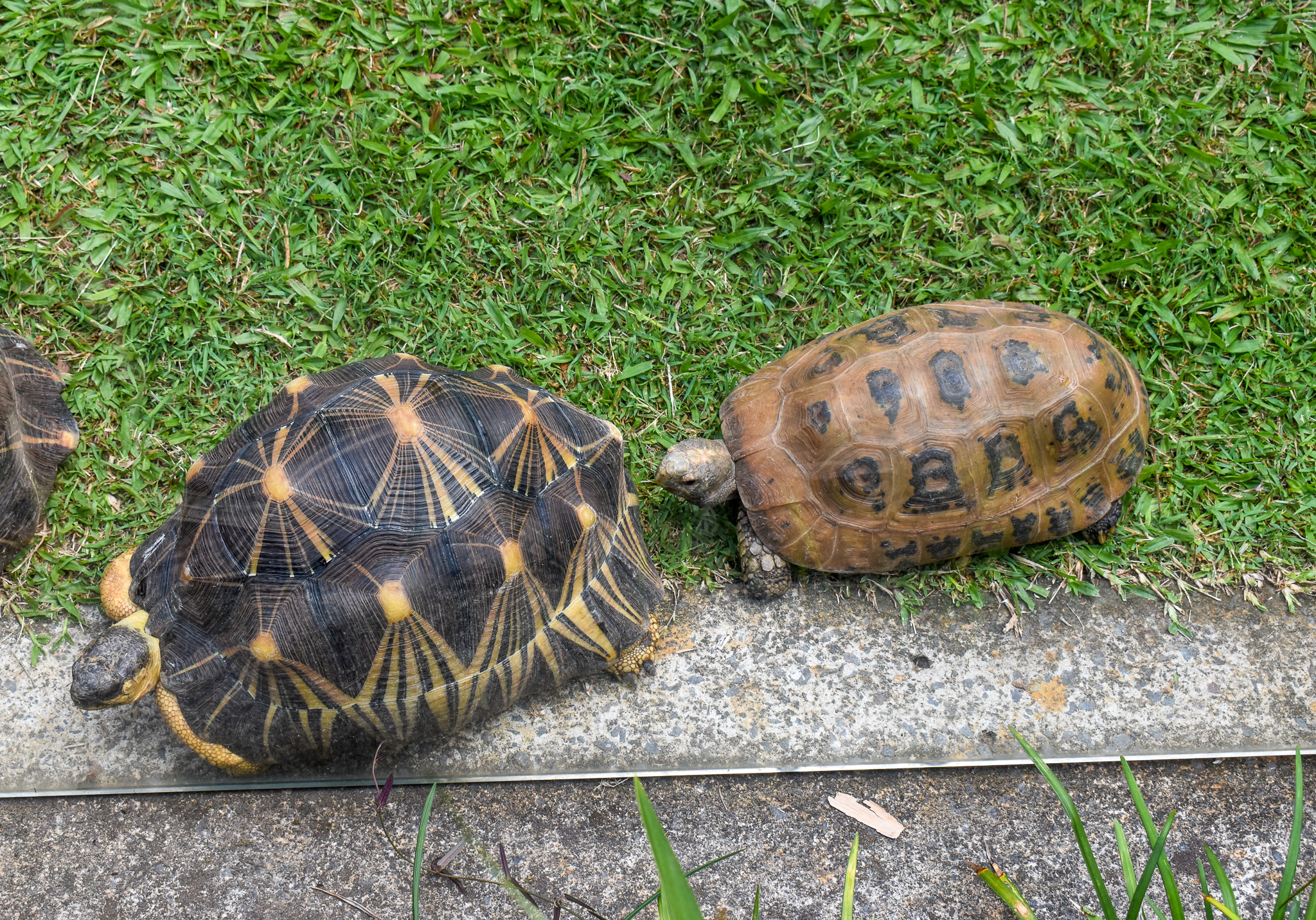 Radiated and Elongated Tortoises