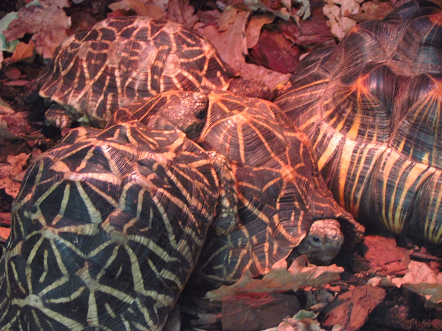 Radiated & Indian star tortoises
