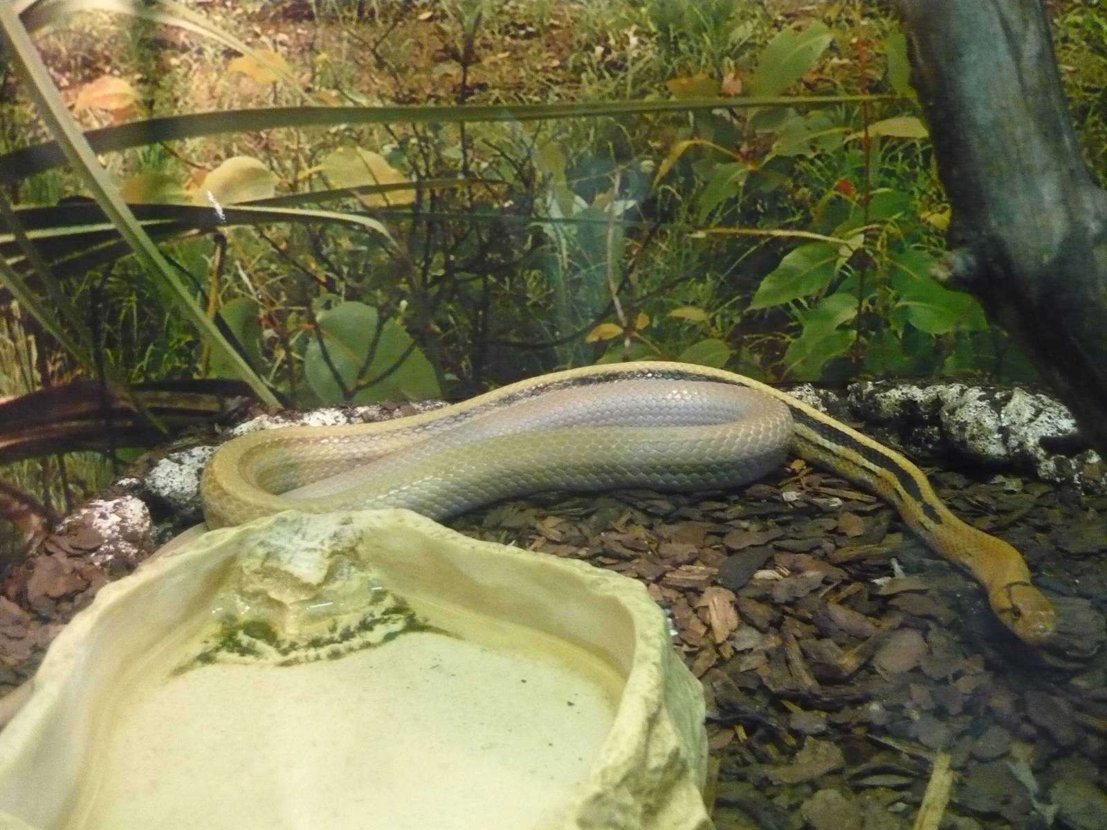 Radiated ratsnake (Coelognathus radiata)