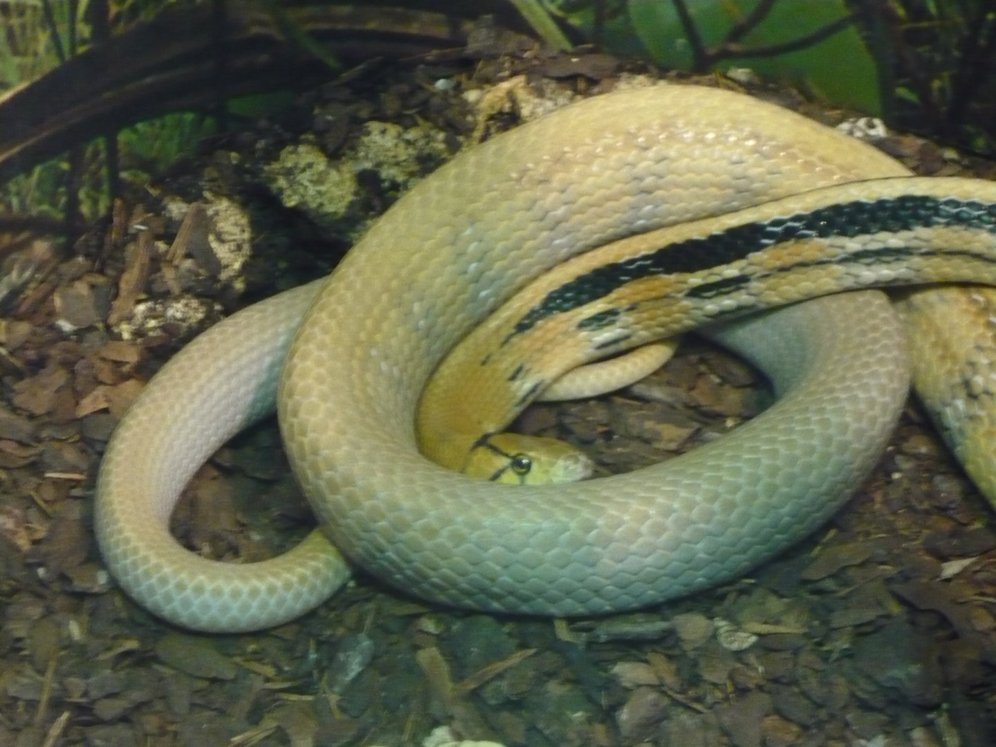 Radiated ratsnake (Coelognathus radiata)