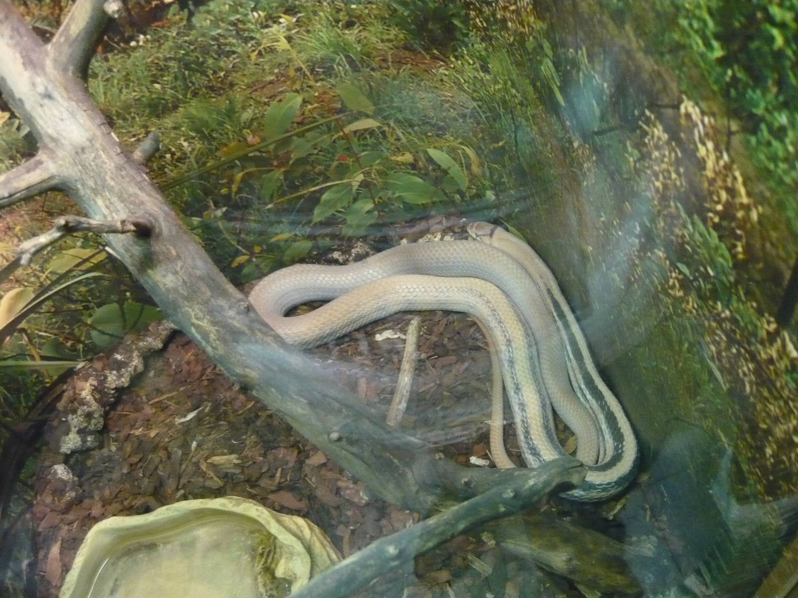 Radiated ratsnake (Coelognathus radiatus)