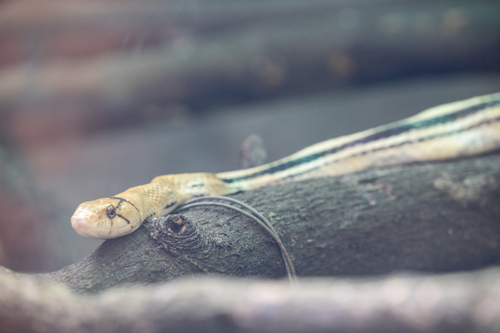 Radiated ratsnake (Coelognathus radiatus)