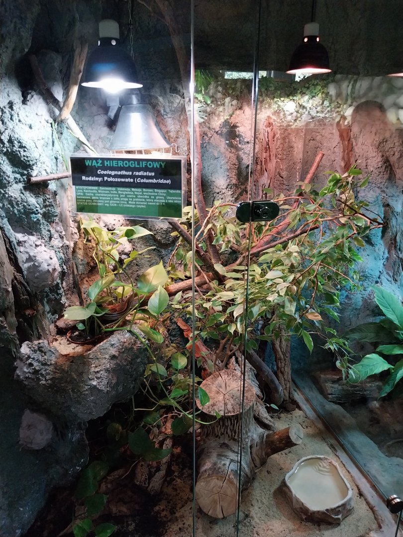 Radiated Ratsnake (Coelognathus radiatus)