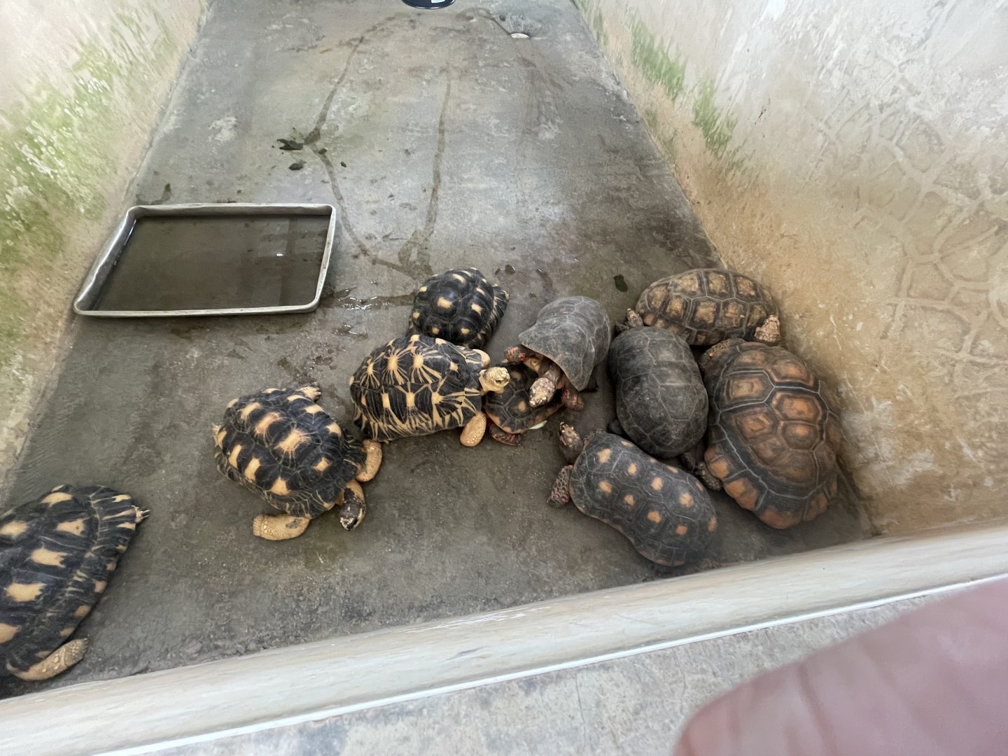 Radiated, Red-footed & Yellow-footed Tortoises