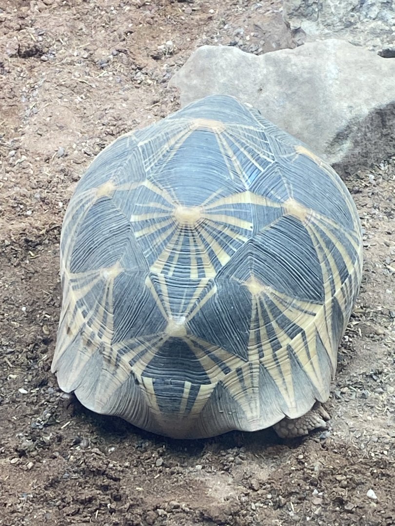 Radiated tortoise 040324