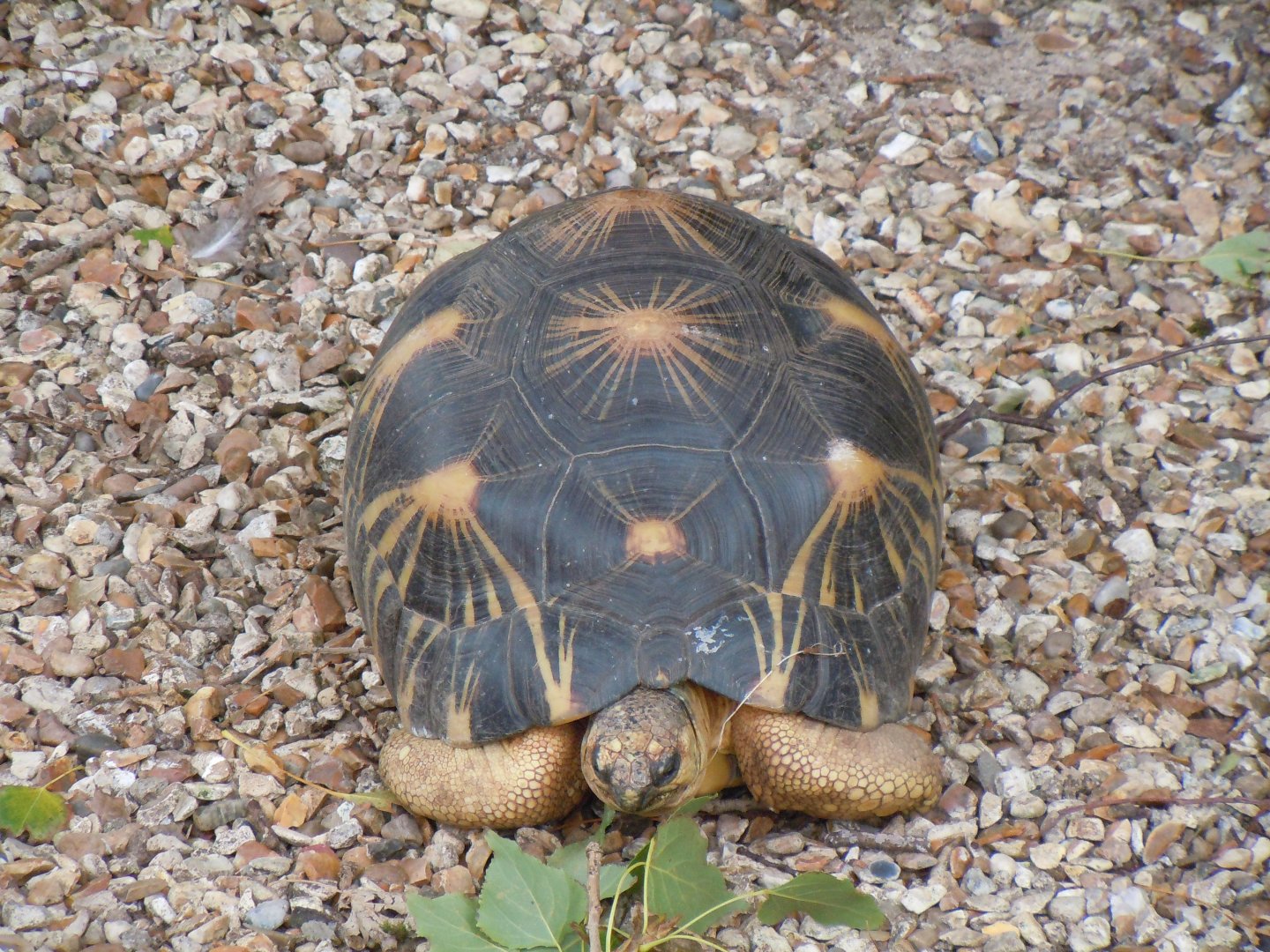 Radiated tortoise 070920