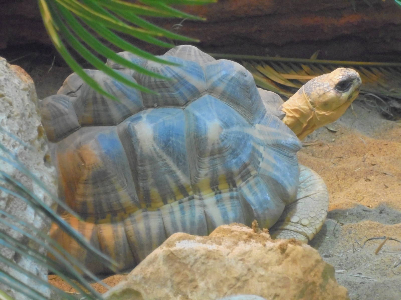 Radiated Tortoise 2015