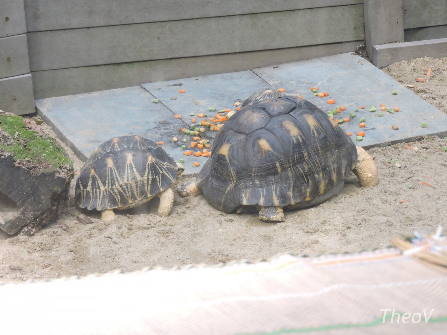 Radiated tortoise [2016]