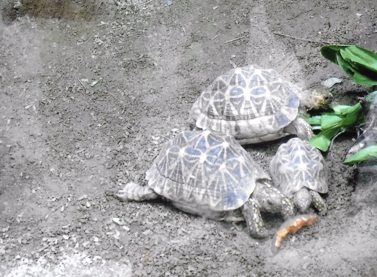 Radiated tortoise?  2017