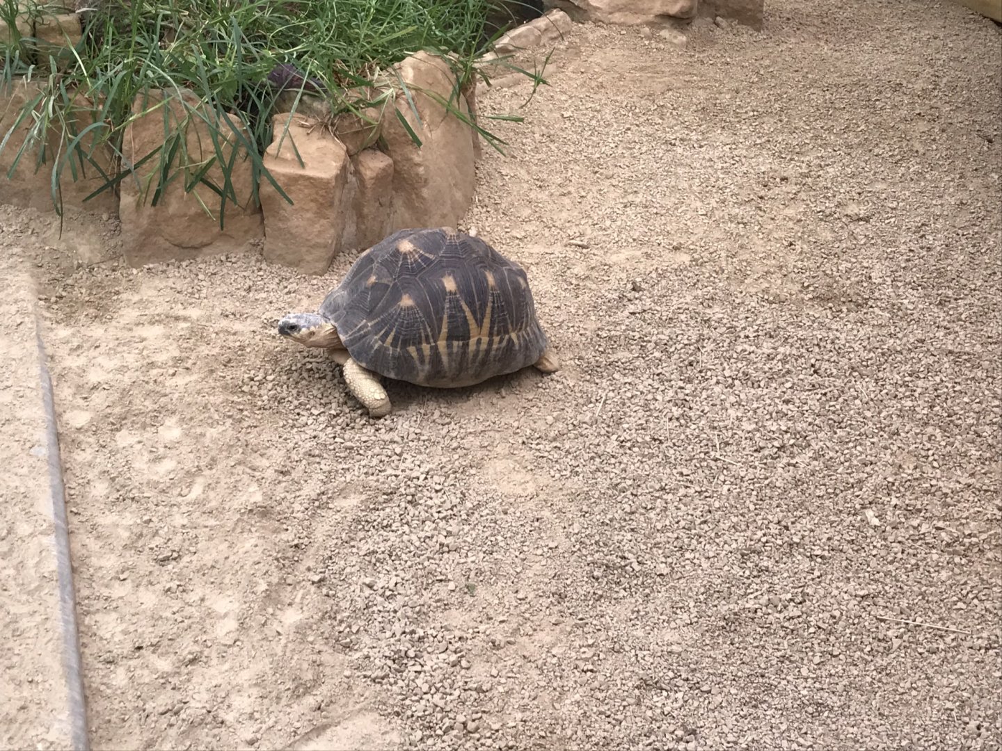 Radiated tortoise 280118