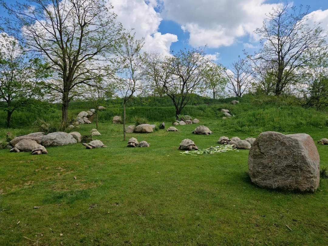 Radiated Tortoise/Aldabra's giant tortoises