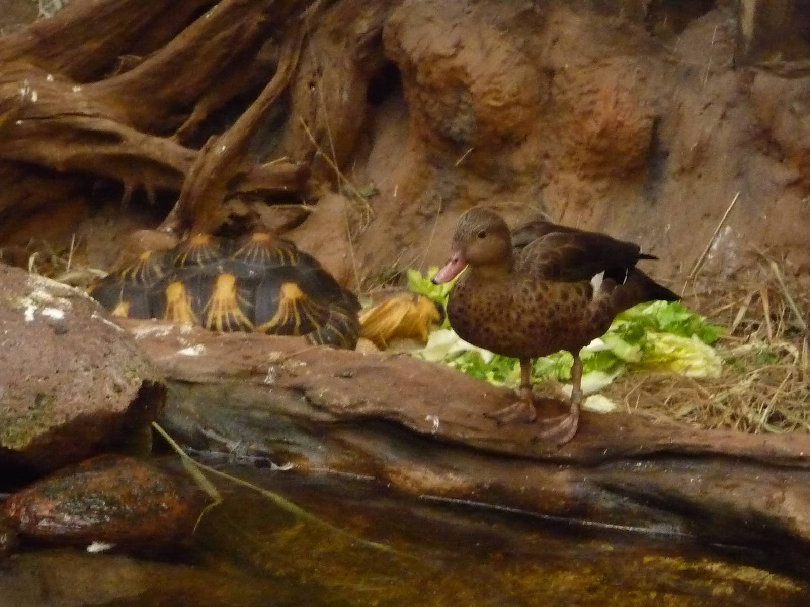 Radiated Tortoise and Bernier's Teal