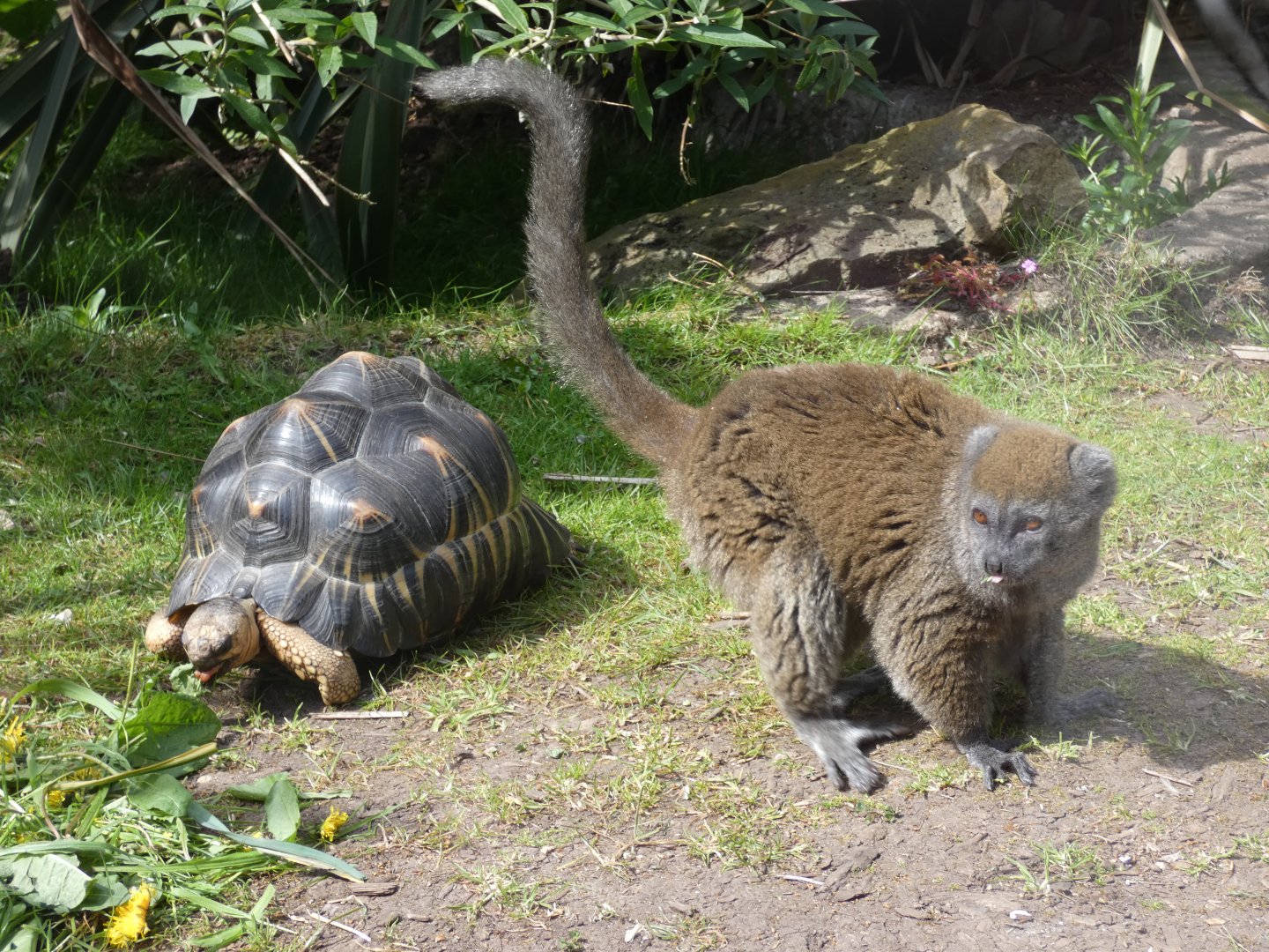 Radiated tortoise and Lac Alaotra bamboo lemur