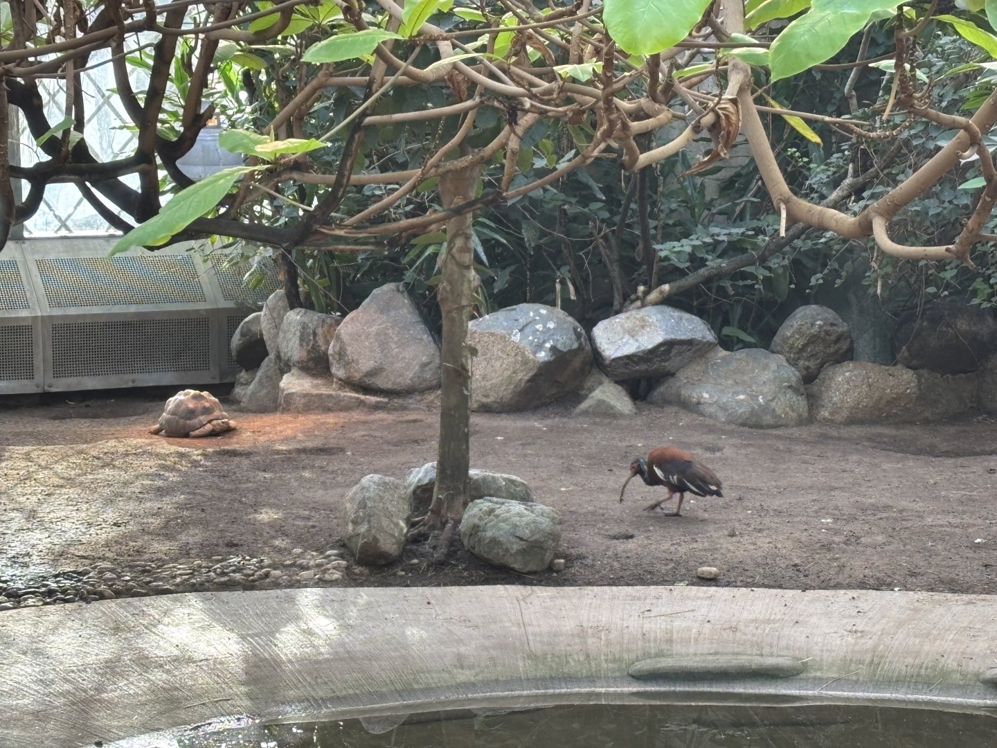 Radiated tortoise and Madagascar crested ibis