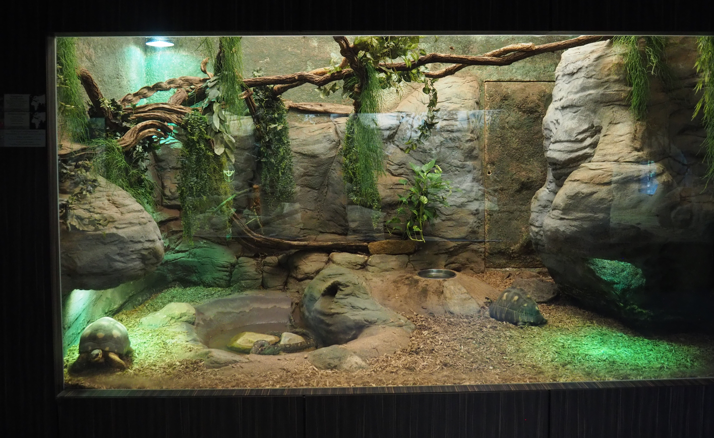 Radiated tortoise and Malagasy tree boa terrarium, 2020-09-20