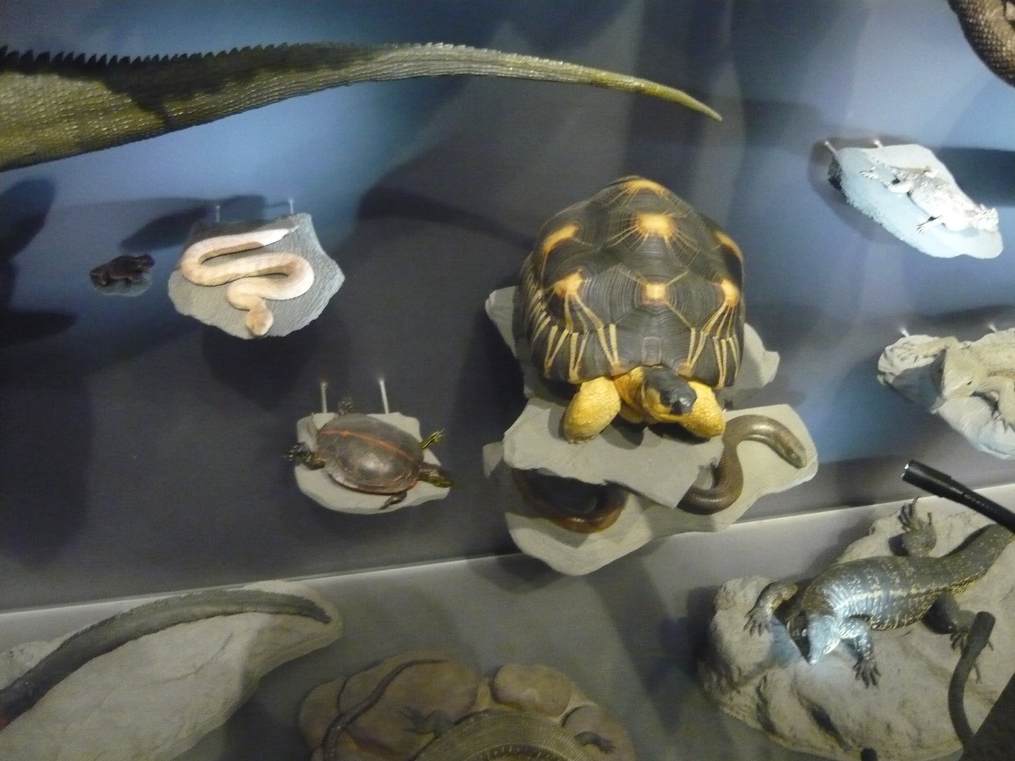 Radiated tortoise and other reptiles