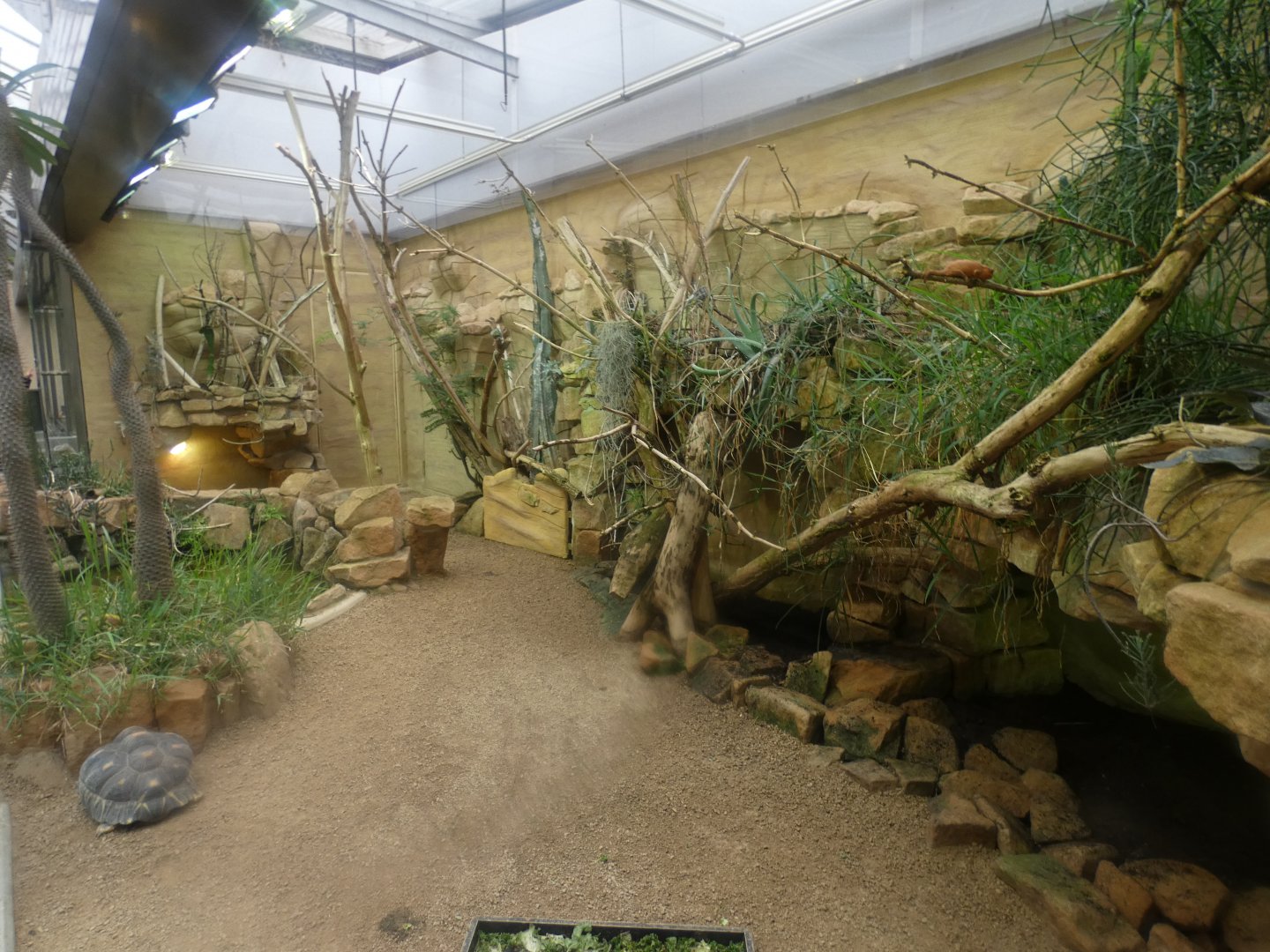 Radiated Tortoise and Panther Chameleon enclosure
