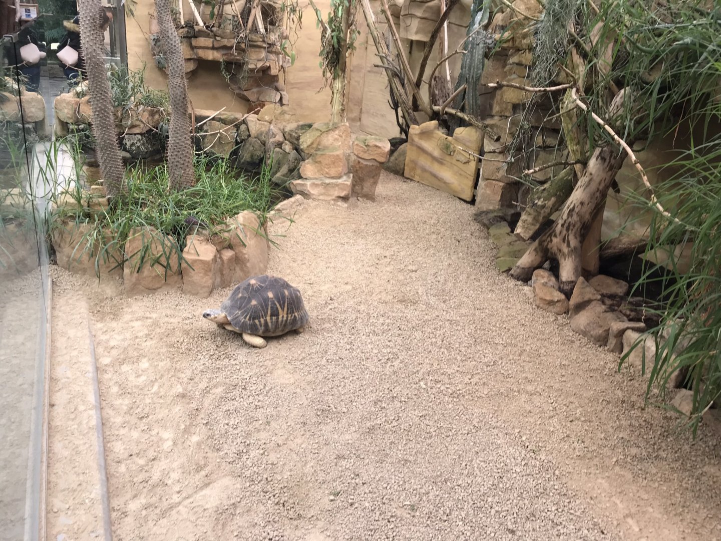 Radiated tortoise and Panther chameleon exhibit 280118