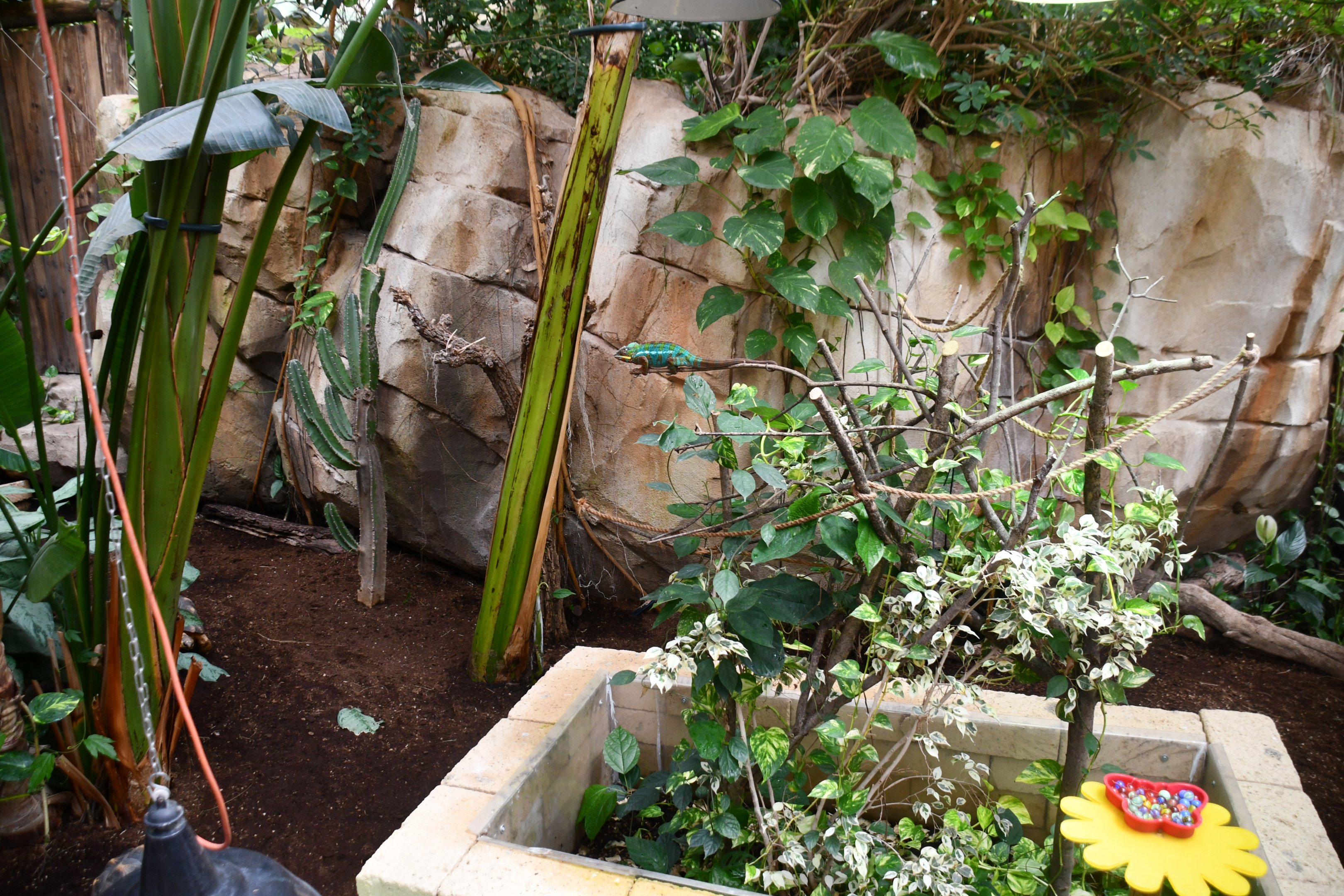 Radiated Tortoise and Panther Chameleon exhibit (House of Giants)