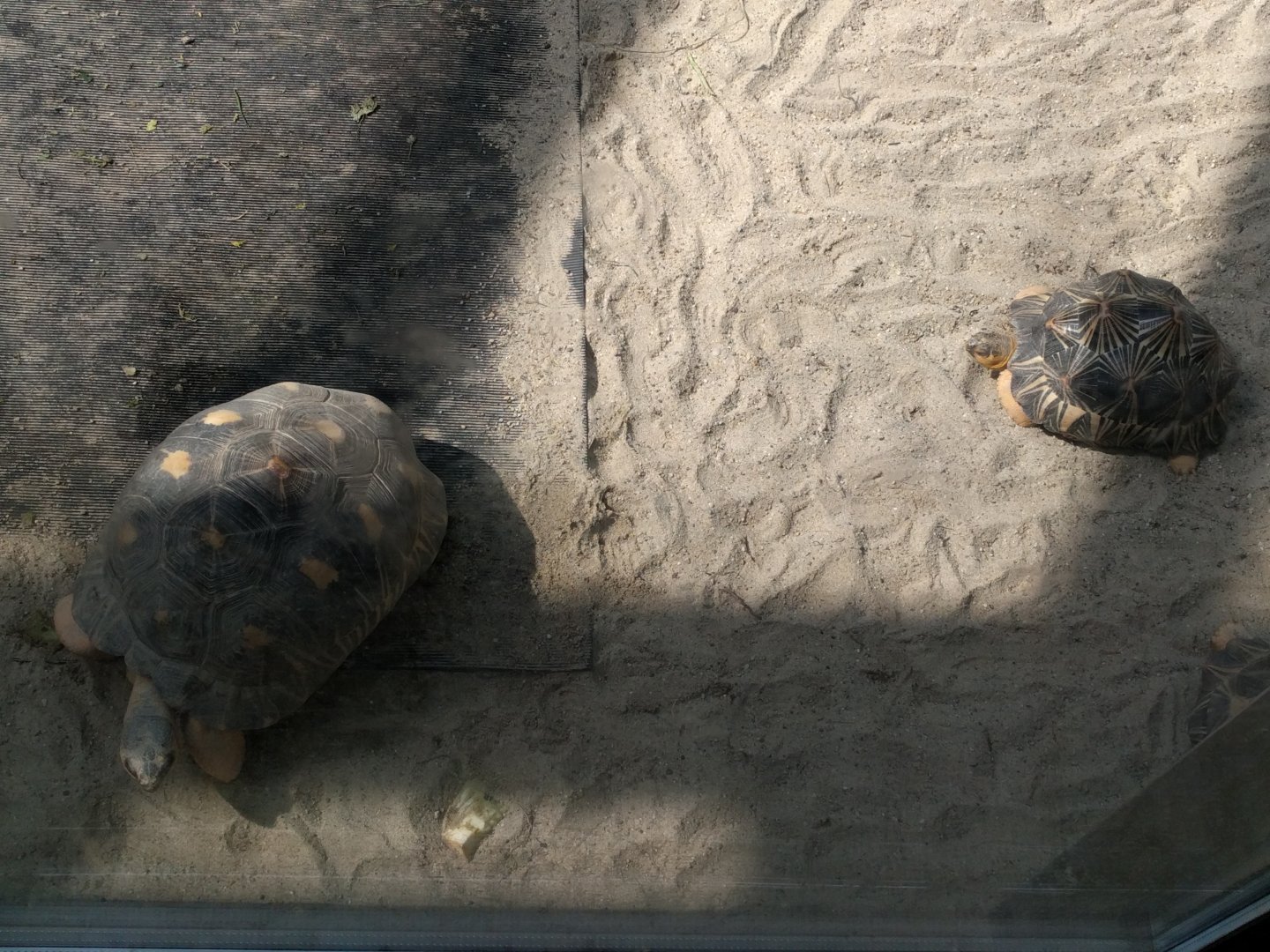 Radiated Tortoise and star Tortoise
