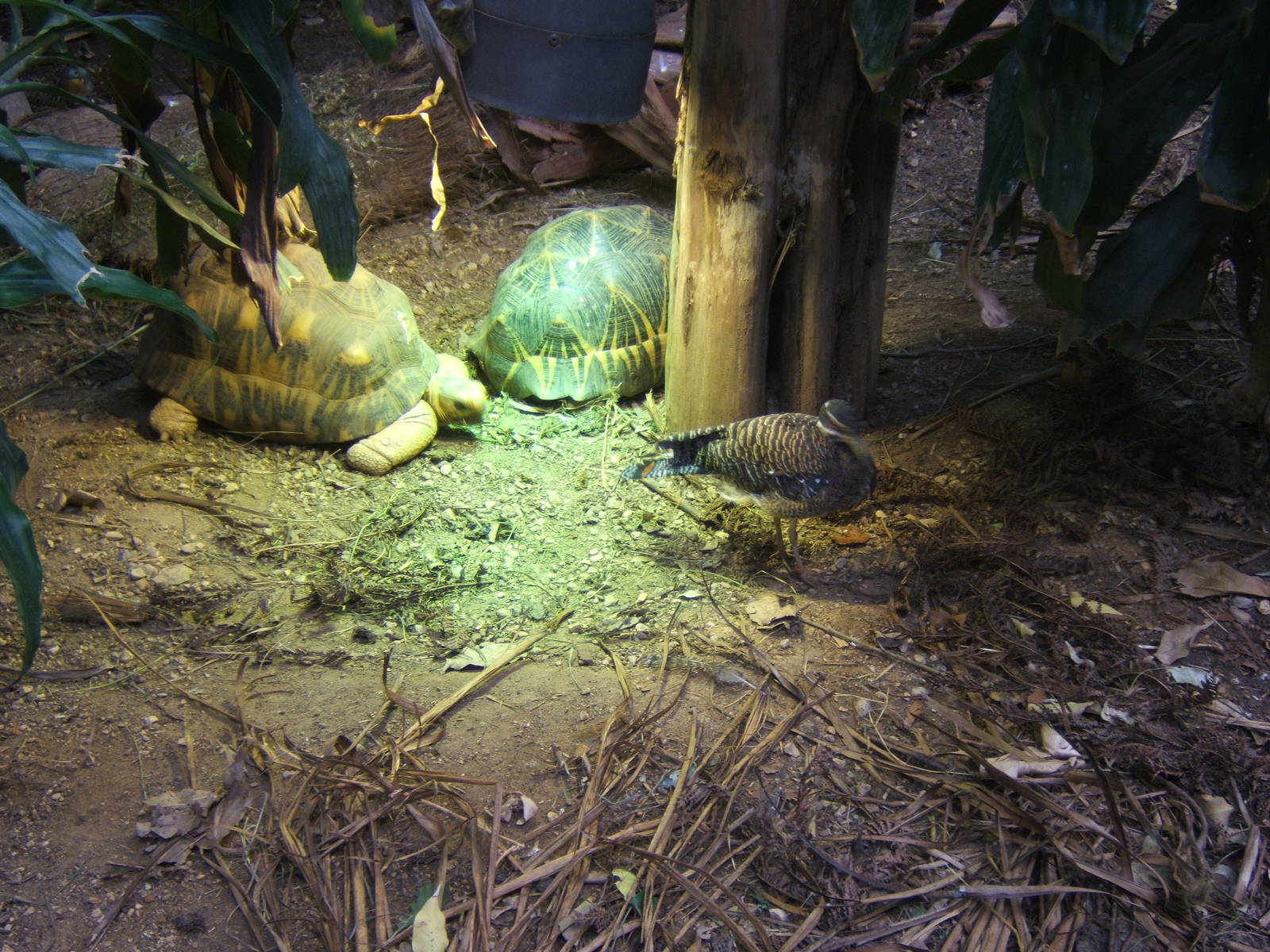 Radiated Tortoise and Sun Bittern