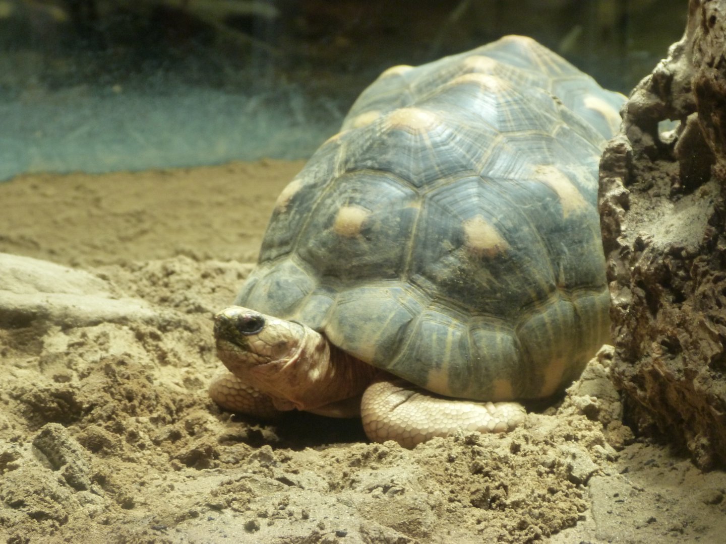 Radiated tortoise -Aquarium Berlin (2024)