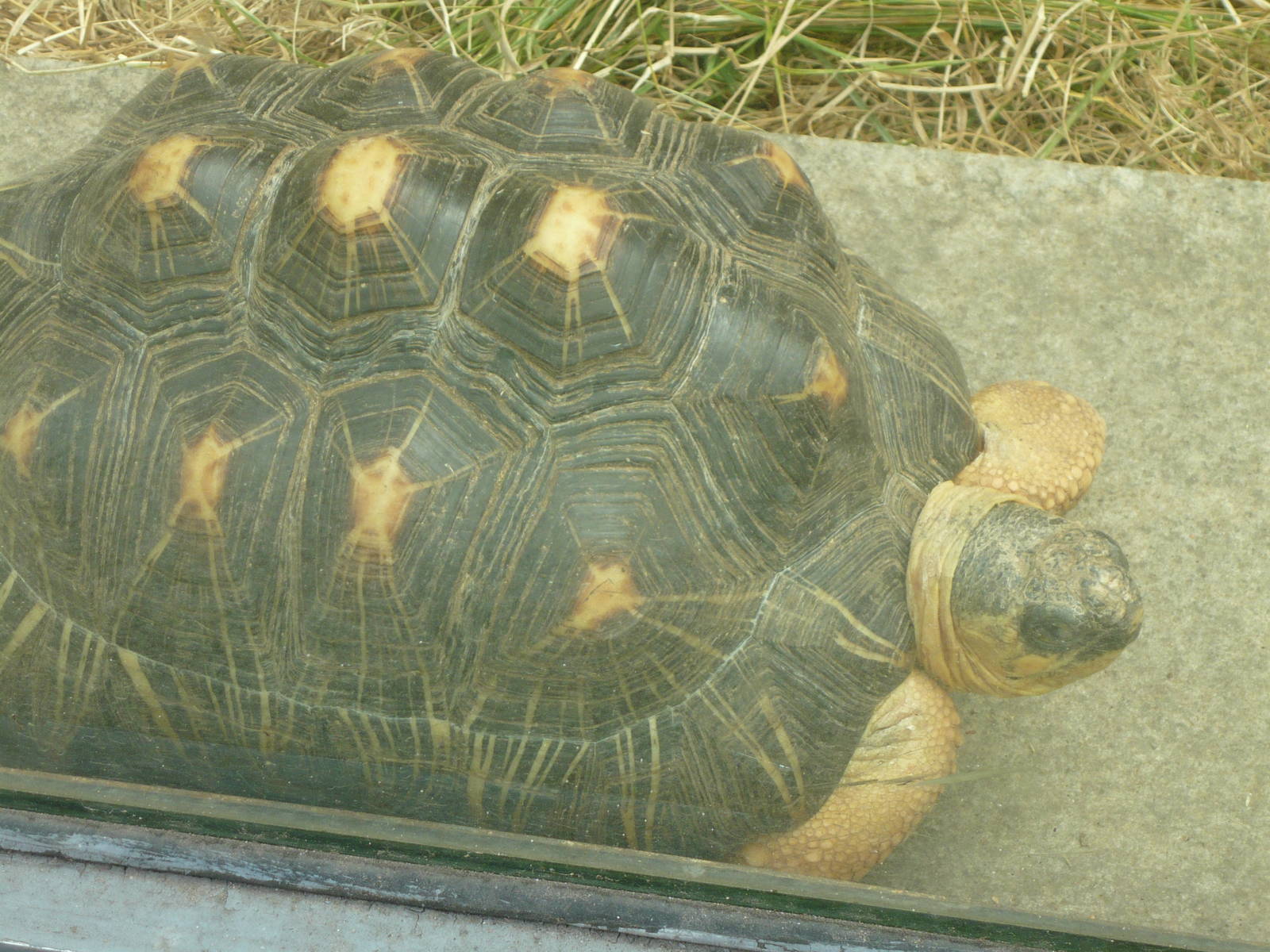 Radiated tortoise (Asterochelys radiata)